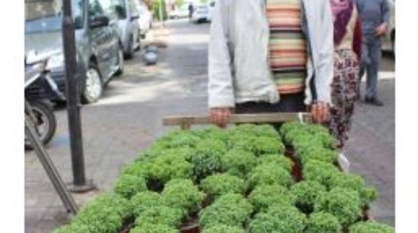 Isınan Havalar Ve Artan Sinekler Fesleğencileri Sevindirdi