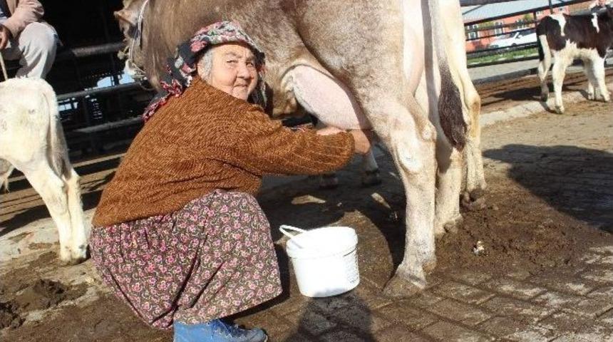 Girişimci Diye Buna Denir, Hiç İneği Yok Yüzlerce Litre Süt Satıyor