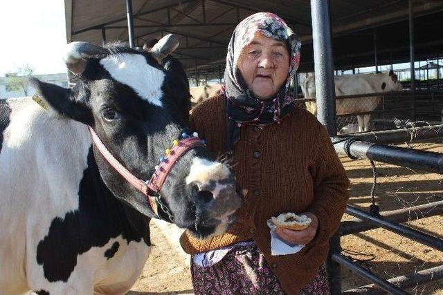 Girişimci Diye Buna Denir, Hiç İneği Yok Yüzlerce Litre Süt Satıyor