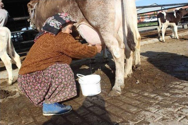 Girişimci Diye Buna Denir, Hiç İneği Yok Yüzlerce Litre Süt Satıyor