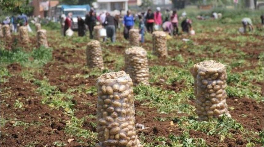 Patates Tarlada 1 Lira 70 Kuruş Pazarda 5 Liraya Satılıyor