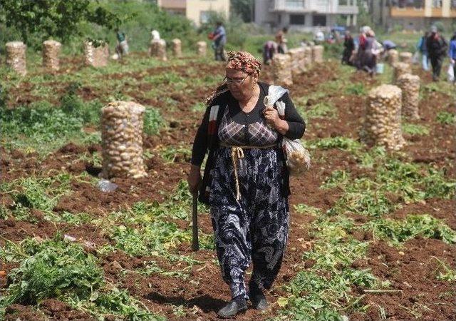 Patates Tarlada 1 Lira 70 Kuruş Pazarda 5 Liraya Satılıyor