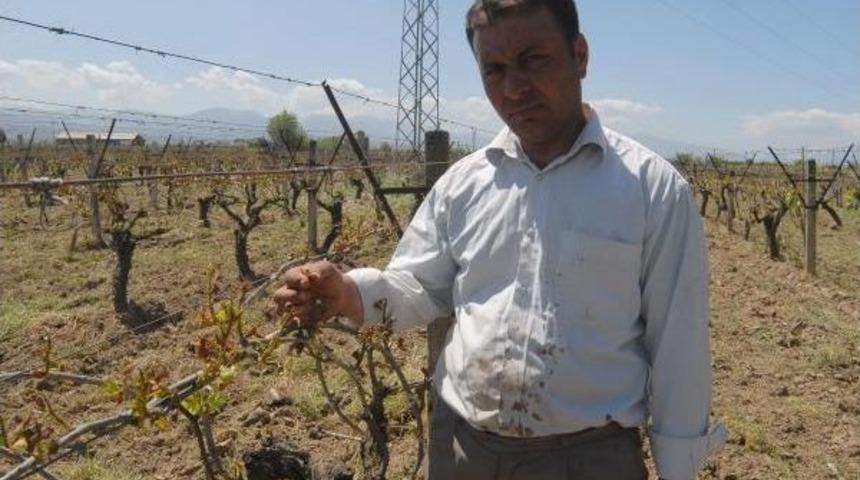 Manisa Ovasında Bir Gecede 340 Bin  Dekar Bağ Dondu