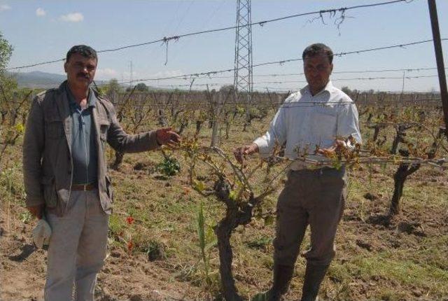 Manisa Ovasında Bir Gecede 340 Bin  Dekar Bağ Dondu