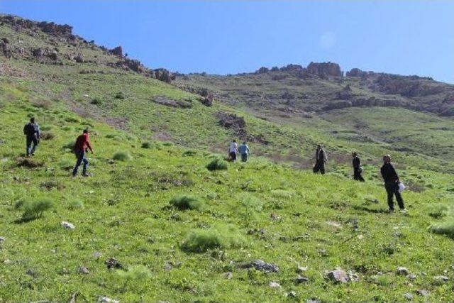 Şırnak'ta Kel Mehmet Dağında Çıkıp Piknik Yapanlar 'çözüm Süreci'nin Devamını Istedi