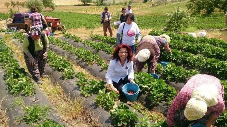 Chp&rsquo;li Tur Yıldız Bi&ccedil;er, &Ccedil;ilek Tarlasında