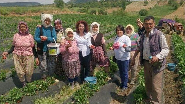 Chp’li Tur Yıldız Biçer, Çilek Tarlasında