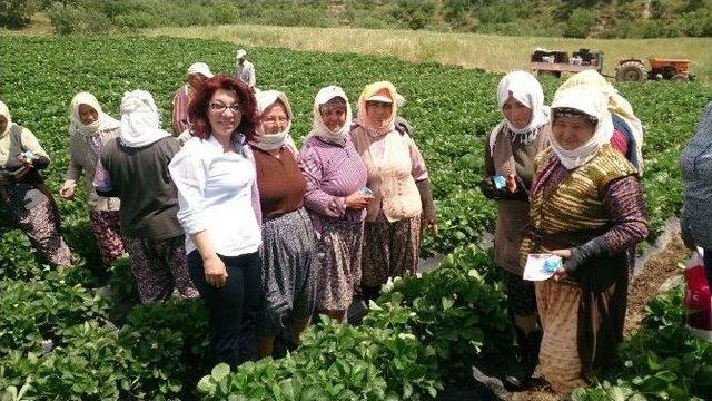 Chp’li Tur Yıldız Biçer, Çilek Tarlasında