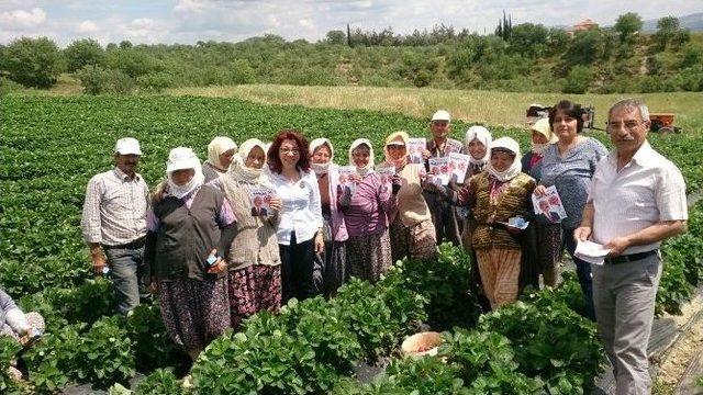 Chp’li Tur Yıldız Biçer, Çilek Tarlasında