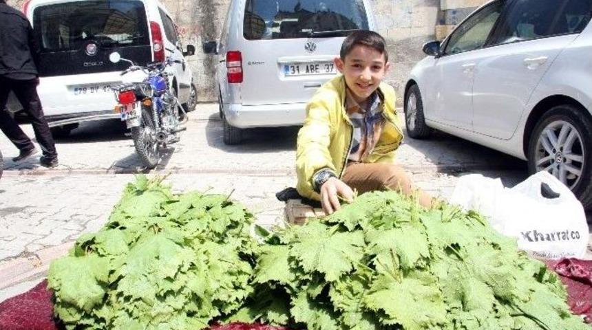 Kilis&rsquo;te Asma Yaprağı Piyasada