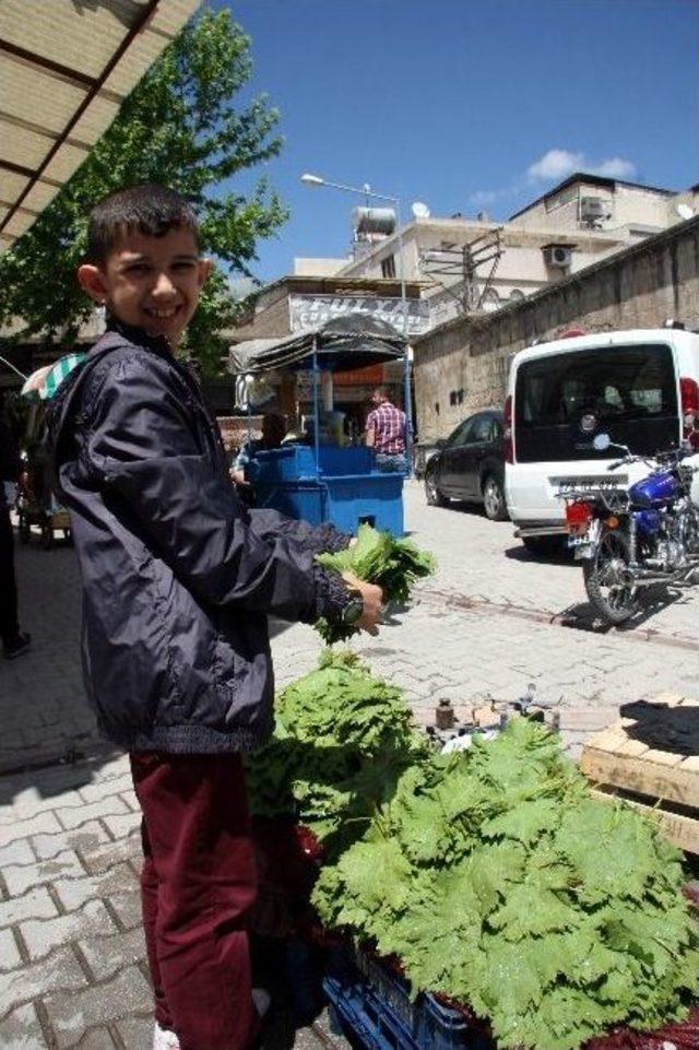 Kilis’te Asma Yaprağı Piyasada