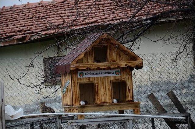 Malatya Büyükşehir Belediyesinden Sokak Kedilerine Barınak