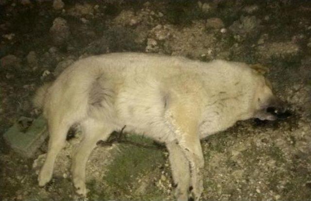 Eskişehir'de Bir Haftada 10 Köpek Zehirlendi