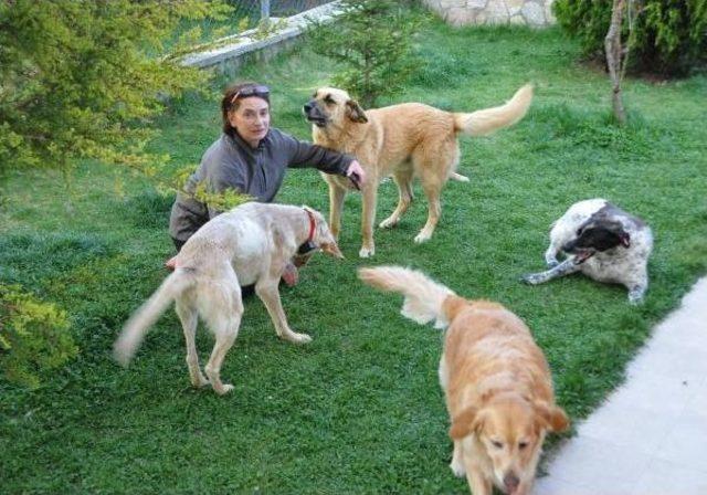 Eskişehir'de Bir Haftada 10 Köpek Zehirlendi