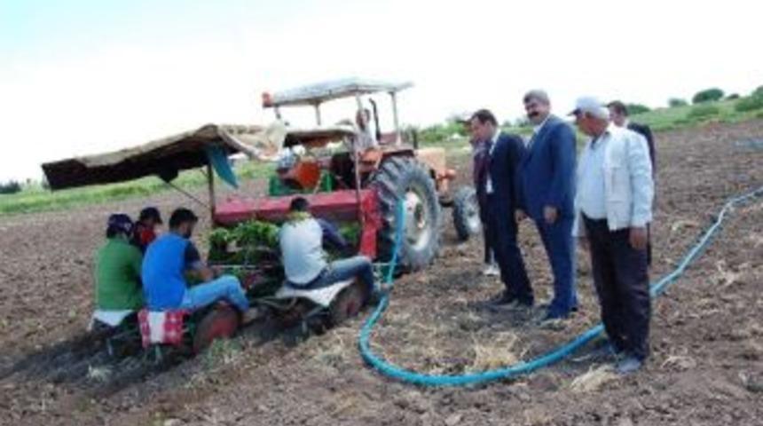 Samsat&rsquo;ta T&uuml;t&uuml;n Ekimine Başlandı