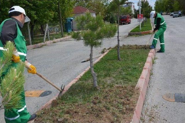 Mezarlıkların Ve Parkların Bakımı Yapılıyor