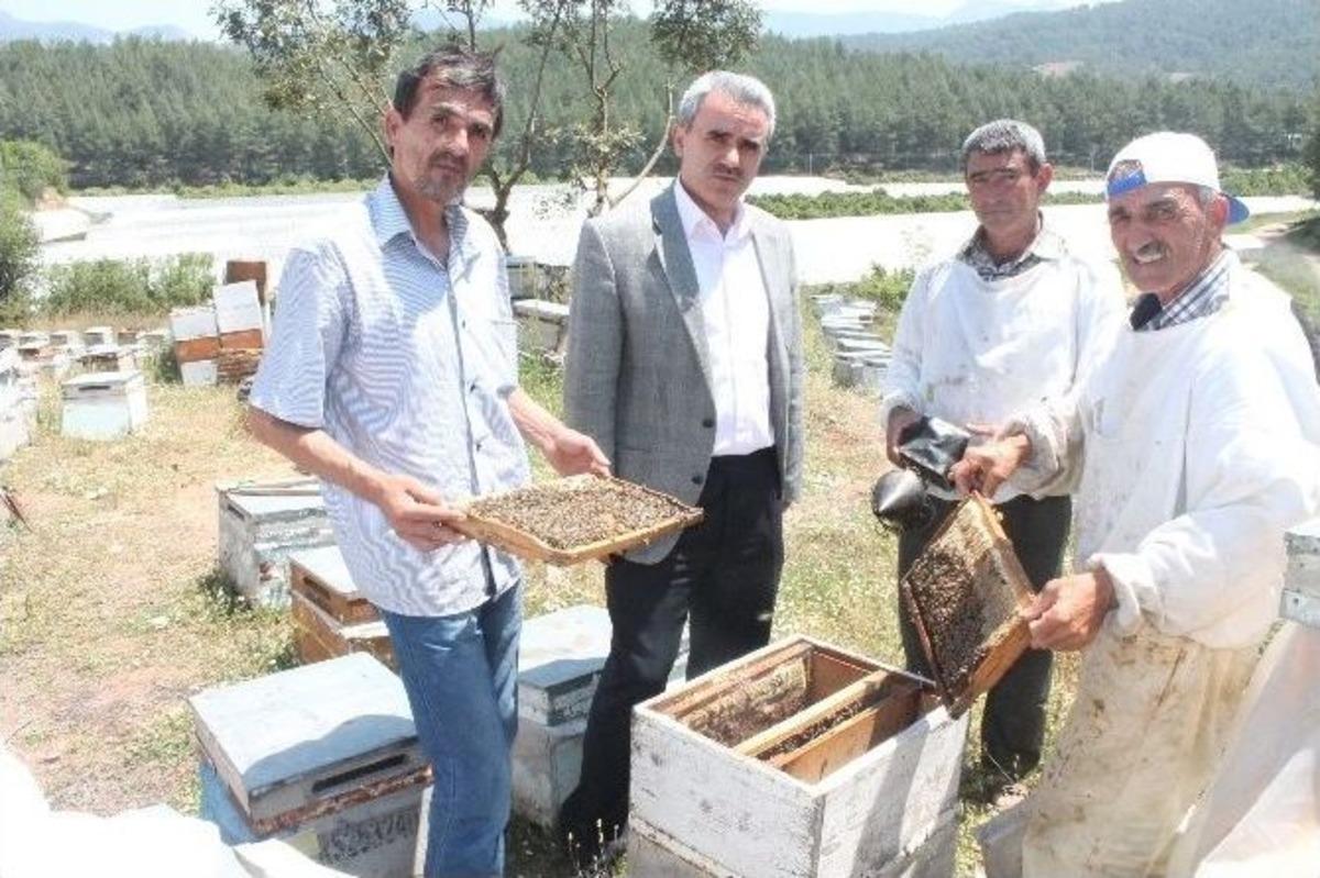 Bal &Uuml;reticileri Yeni Bir G&ouml;&ccedil; Yolunda