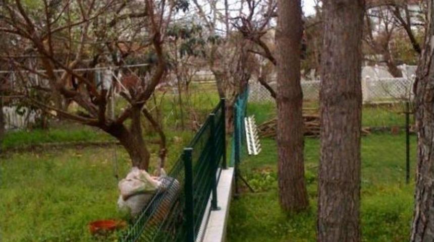 İki Komşunun &Ccedil;am Ağacı Davası Sil Baştan