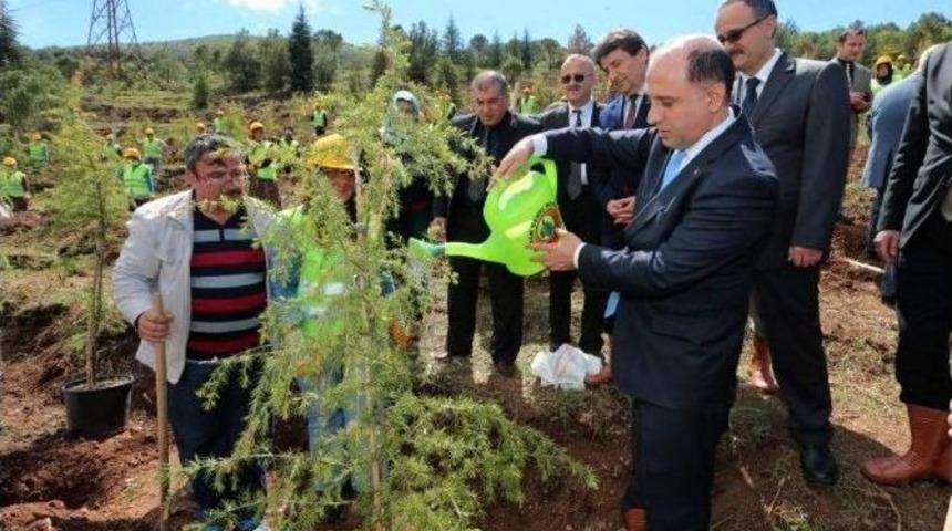 Amasya&rsquo;da Davutoğlu İ&ccedil;in Hatıra Ormanı Oluşturuldu