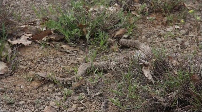 (&ouml;zel Haber) Bing&ouml;l&rsquo;de Yılanlar K&ouml;yl&uuml;leri Tedirgin Ediyor
