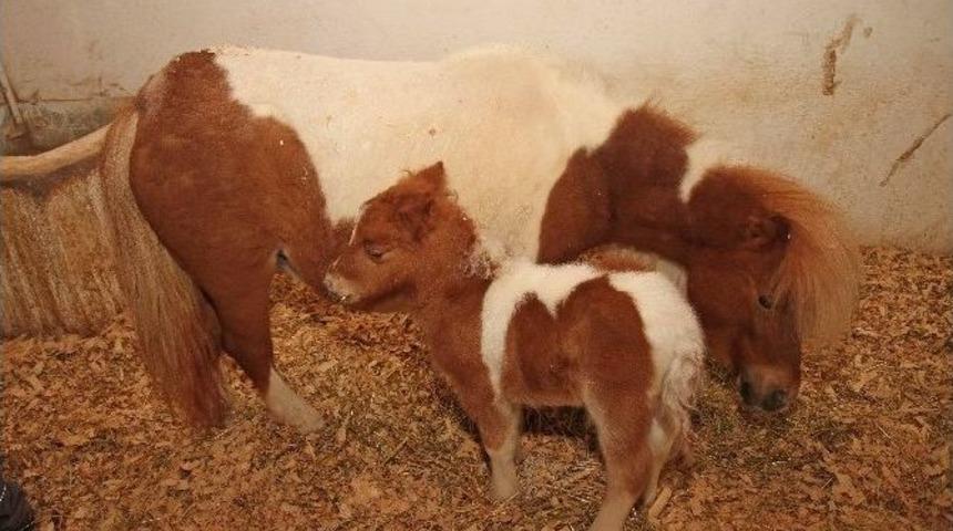 Tay Park&rsquo;ta Doğum Sevıncı