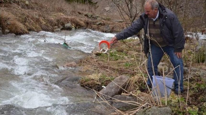 Markalanan Bin Adet Kırmızı Benekli Alabalık Doğaya Bırakıldı