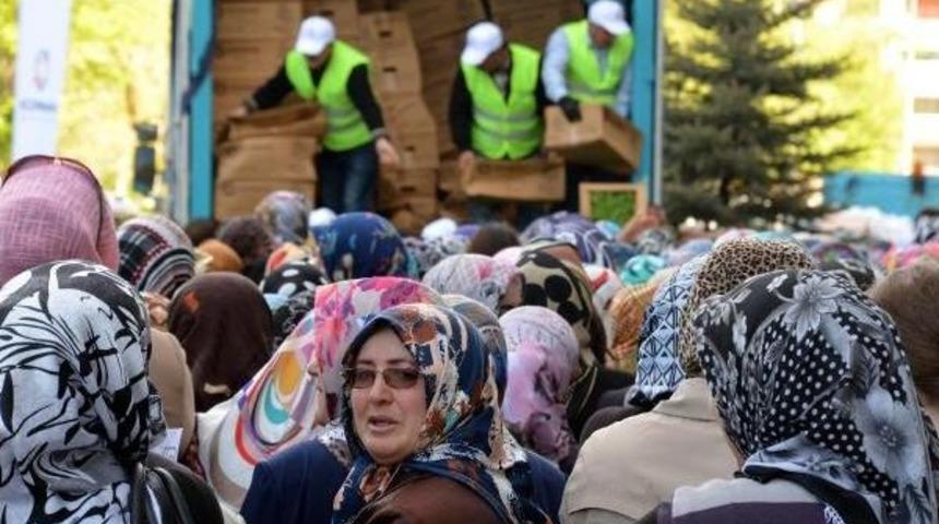 Domates Fidesi Kuyruğu