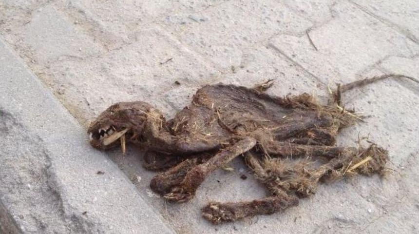 K&uuml;mes Hayvanlarını Telef Eden Esrarengiz Hayvan Korkuttu