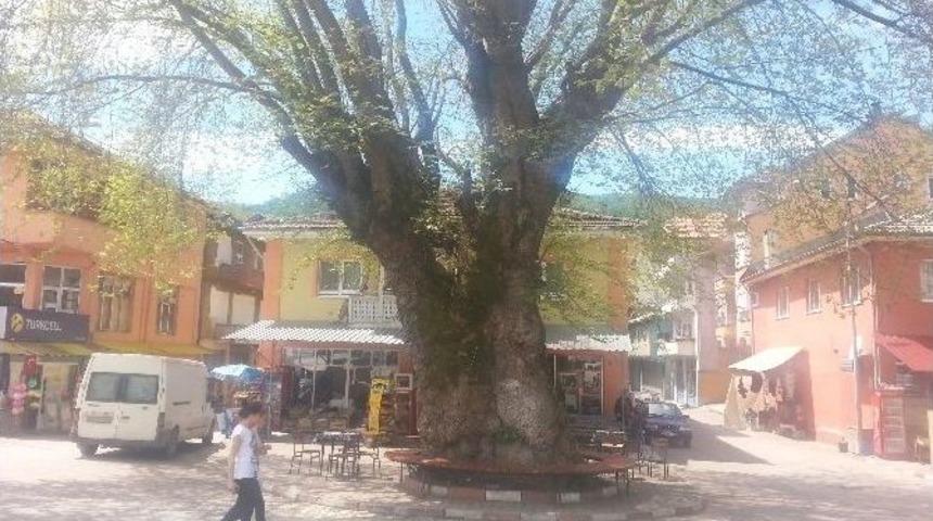 Tarihe Tanıklık Eden Asırlık &Ccedil;ınarlar Koruma Altına Alındı