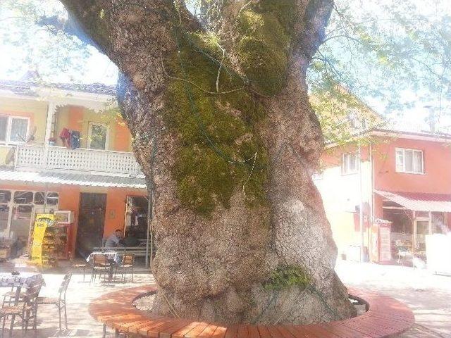 Tarihe Tanıklık Eden Asırlık Çınarlar Koruma Altına Alındı