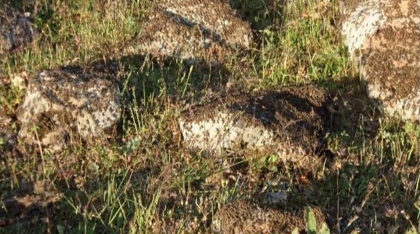 Seydişehir&rsquo;de Bir Mahalleyi &Ccedil;ekirgeler İstila Etti