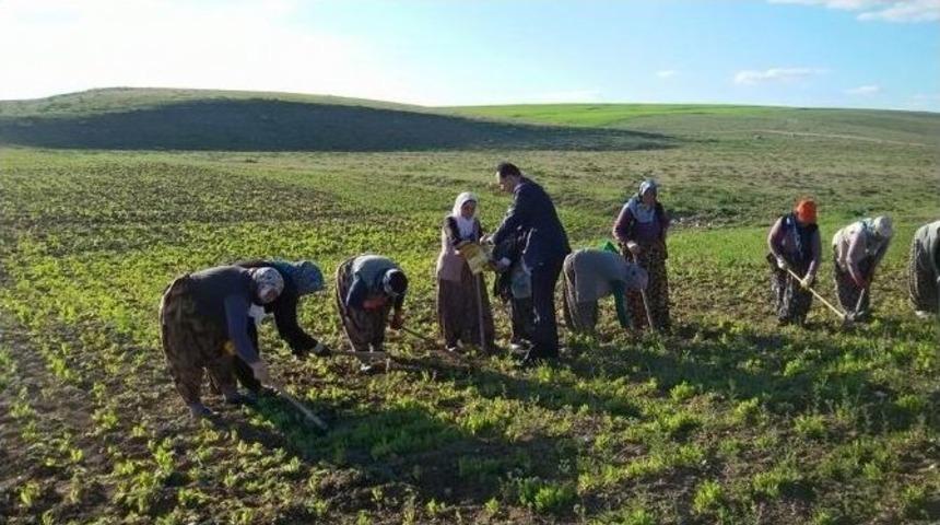 Ak Parti Afyonkarahisar Milletvekili Adayı Beder&rsquo;den Tarlada &Ccedil;alışan Kadınlara Ziyaret