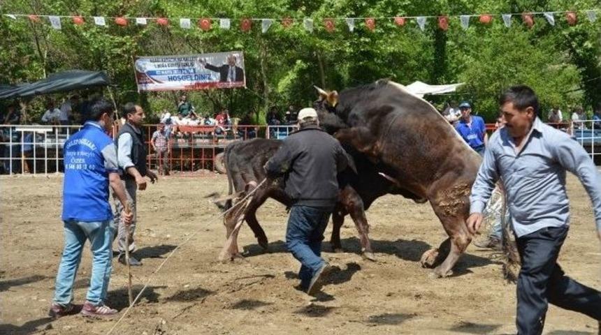 Efeler Boğa G&uuml;reşleri İspanya&rsquo;yı Aratmadı