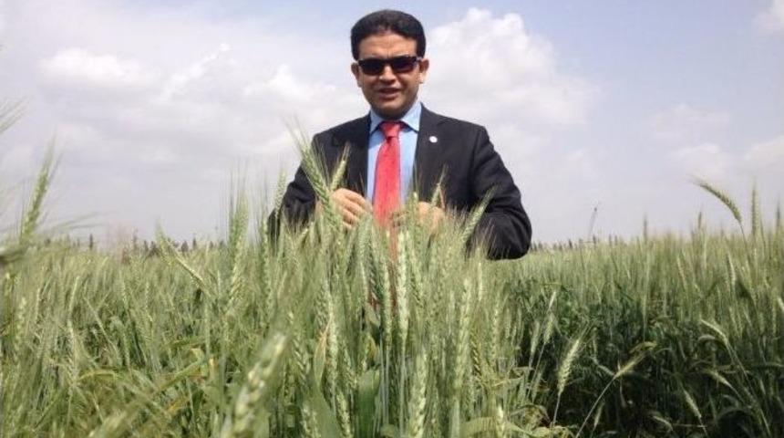 Buğdayda 23 Milyon Ton Rekolte Bekleniyor