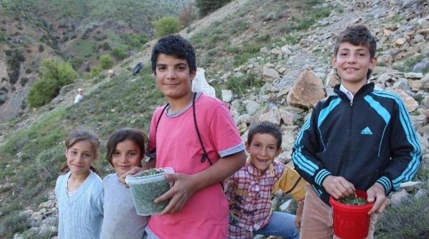 Kekik Satarak Okul Har&ccedil;lıklarını &Ccedil;ıkarıyorlar