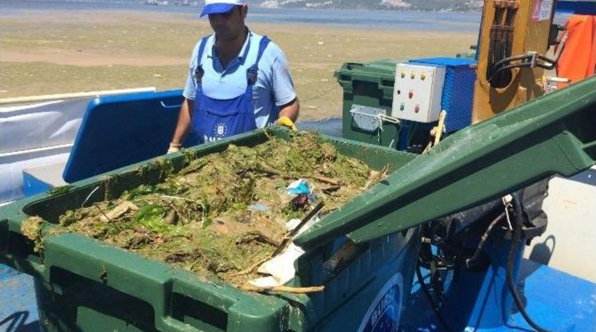 Gemlik K&ouml;rfezi&rsquo;ndeki Renk Değişikliğinin Sebebi Alg Patlaması