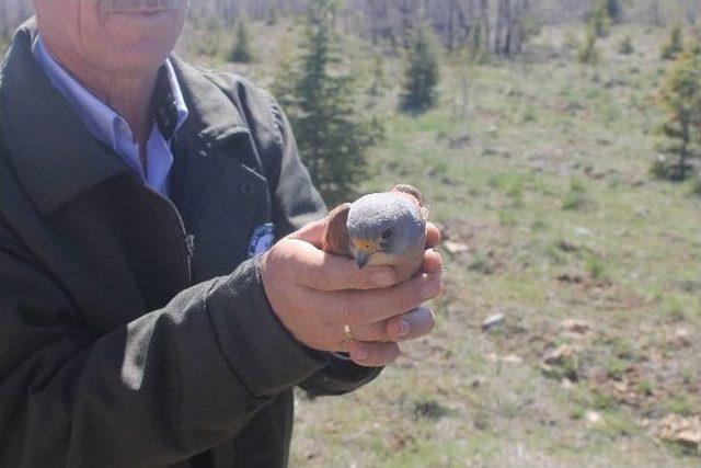 Tedavi Edilen Yabani Hayvanlar Doğaya Bırakıldı