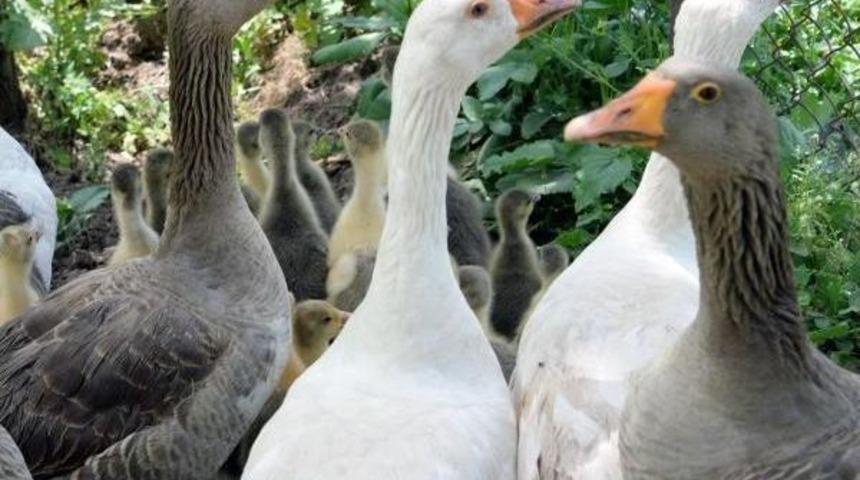 Mevsimlik Tarım Iş&ccedil;ileri, 'sebze Sepeti' Projesiyle Kendileri I&ccedil;in &Uuml;retiyorlar