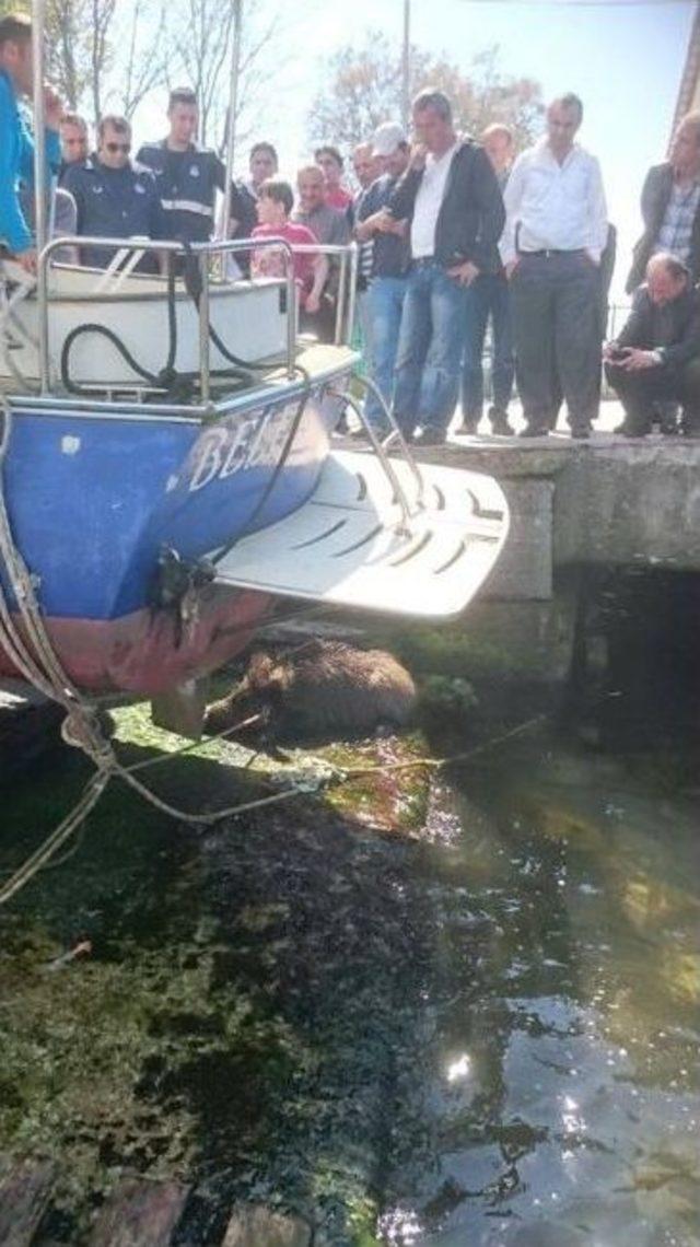 Beykoz’da Denizden Domuz Yavrusu Çıktı