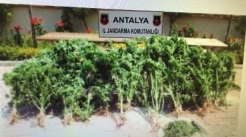 Antalya&rsquo;da 120 K&ouml;k Kenevir Ele Ge&ccedil;irildi