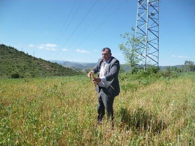 Osmaneli Ziraat Odası Başkanı Ünver Çiftcileri Sarı Pas Hastalığına Karşı Uyardı