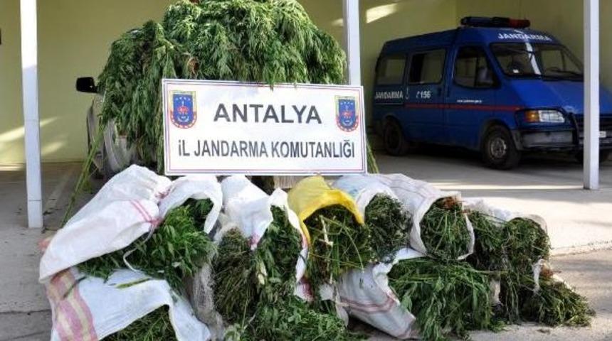 Domates Serasına 1 Milyon Liralık Uyuşturucu Operasyonu