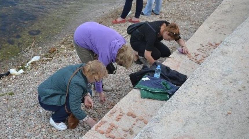 Gelibolulular, Hıdrellez İ&ccedil;in Sahile Koştu