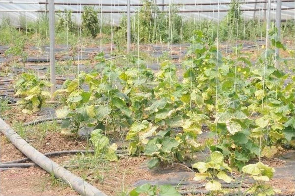 Elektrik Kesintileri 800 Bin Liralık Serayı Vurdu