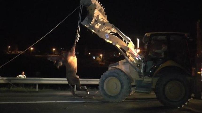 Minib&uuml;s&uuml;n &Ccedil;arptığı Yaralı Atı &Ouml;l&uuml;me Terk Ettiler