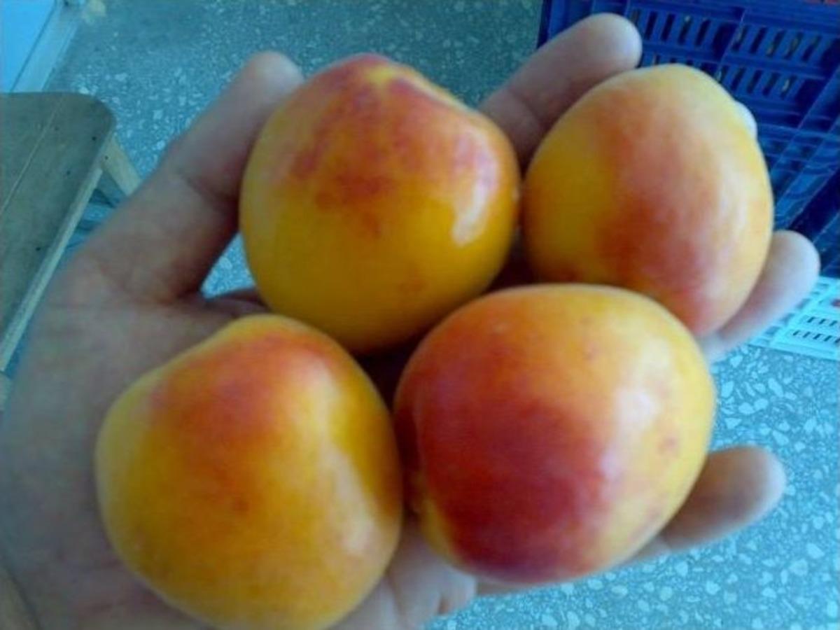 Mut&rsquo;ta Kayısı 8 Liradan Alıcı Buluyor