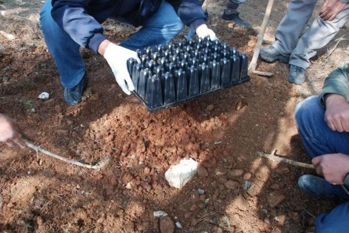 Antalya Ormanlarında &rsquo;terminat&ouml;r B&ouml;cekler&rsquo; Savaşacak