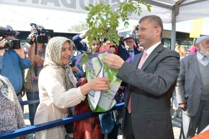 Üsküdar’da Mor Salkım Erguvan Ve Mimoza Şenliği G3