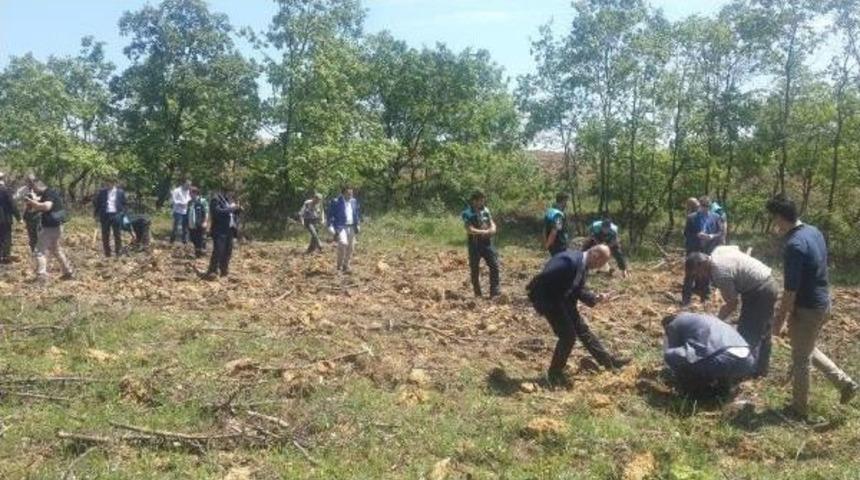 İstanbullu S&uuml;r&uuml;c&uuml;ler 100 Bin Fidan Dikecek