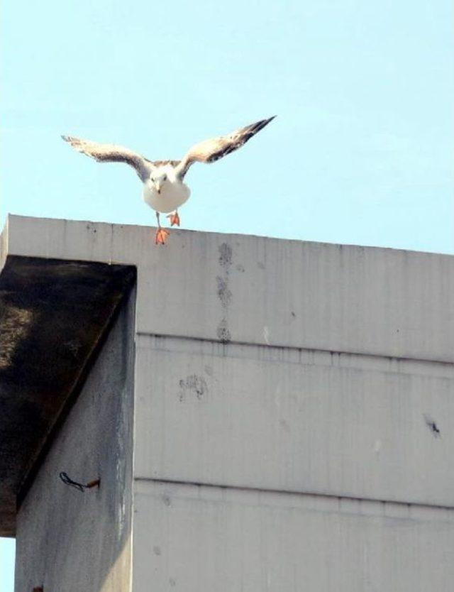 A&ccedil; Martılar, Kıyıda Yiyecek Aradı 1